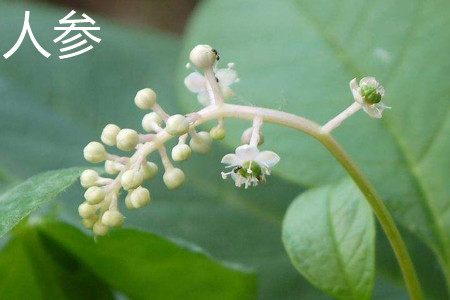 Ginseng flower