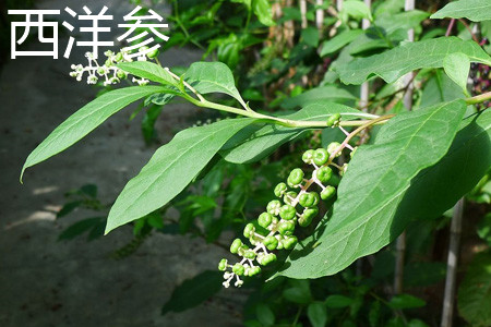 American ginseng flower