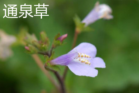 Tongquan grass flower