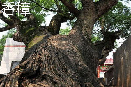 Camphor trunk