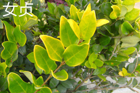 Ligustrum lucidum leaf