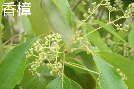 Camphor flower