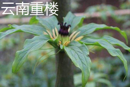 Yunnan Paris polyphylla leaf