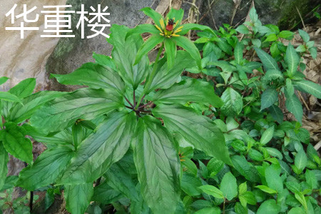 Chonghua leaf