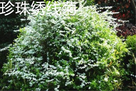 Pearl Spiraea plant