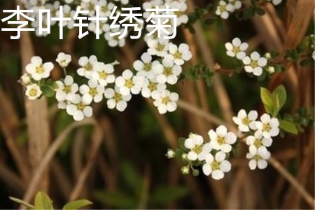 Plum leaf embroidered thread chrysanthemum flower