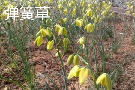 Spring grass flower