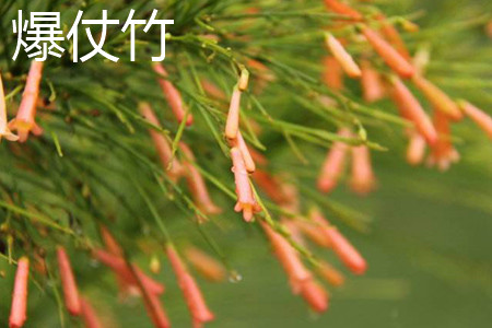 Firecracker bamboo