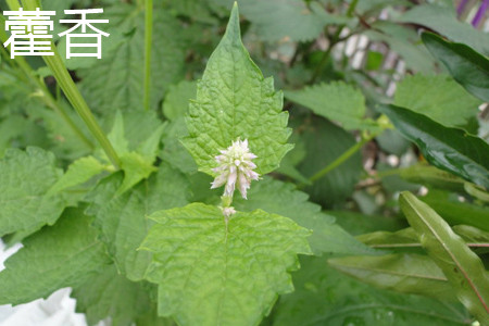 Patchouli leaves