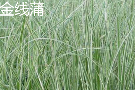 Leaf slices of Typha