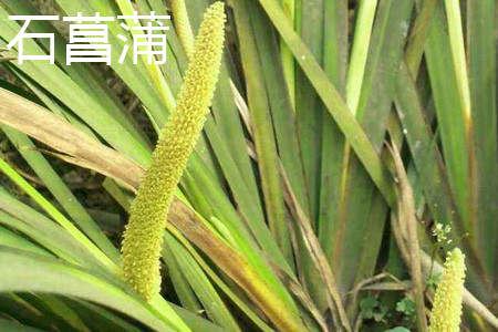 Acorus calamus flower