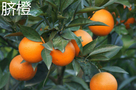 Navel orange