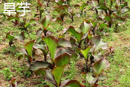 Dry taro plant