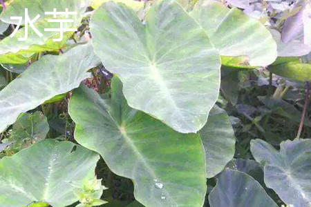 Taro leaf