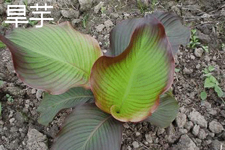 Taro leaves