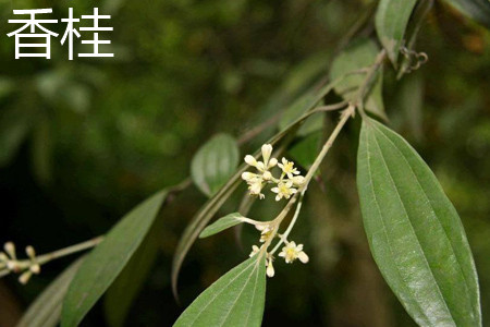 Osmanthus fragrans