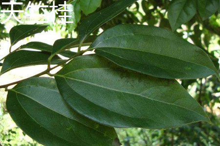 Cinnamomum japonicum