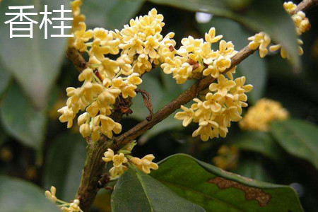 Osmanthus fragrans