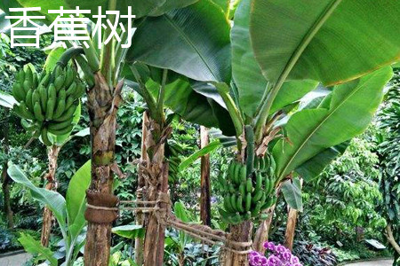 banana tree