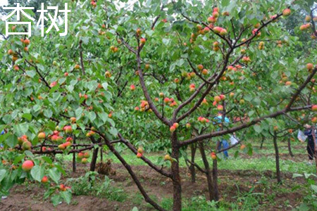 apricot tree