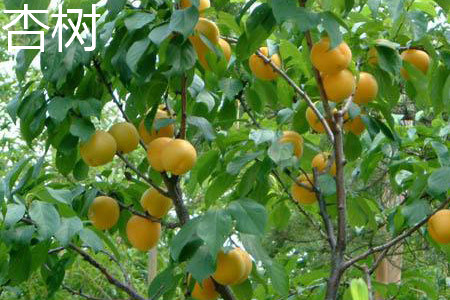 apricot tree