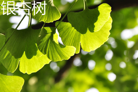 ginkgo tree