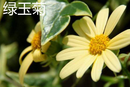 Green jade Chrysanthemum