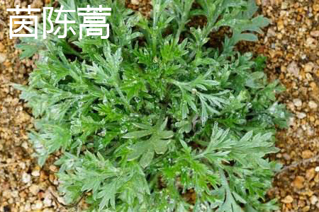 Artemisia annua