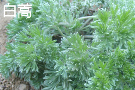 Artemisia annua