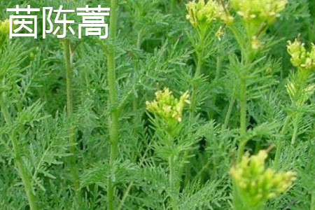 Artemisia annua flower jpg