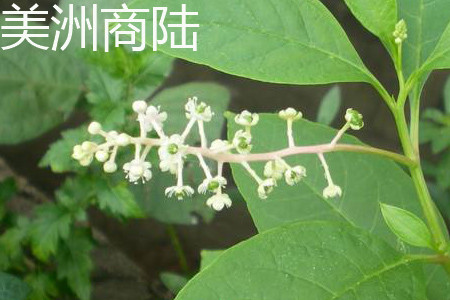 Phytolacca americana