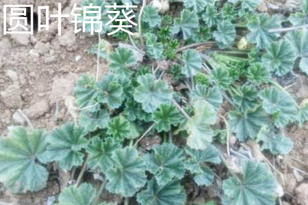 Mallow with round leaves