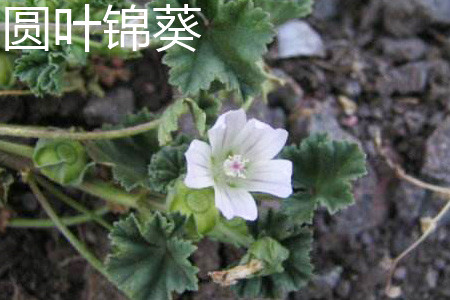 Mallow with round leaves