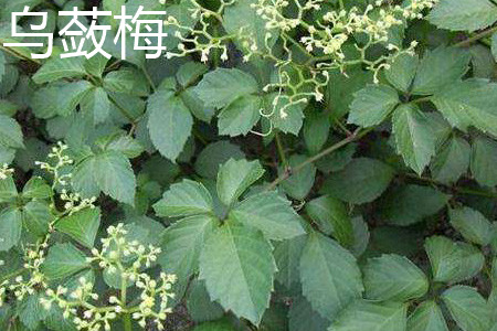 Cayratia japonica