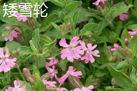 Silene pendula