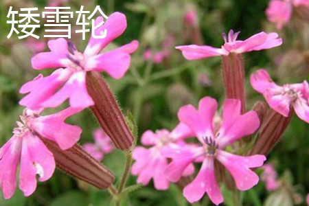 Silene pendula