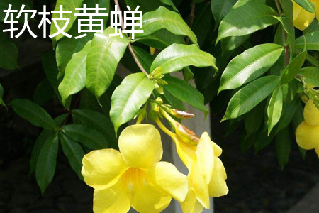 Allamanda cathartica 