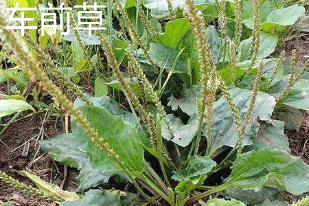 Plantain grass