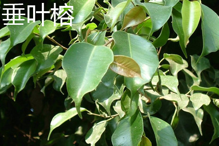 Ficus benjamina