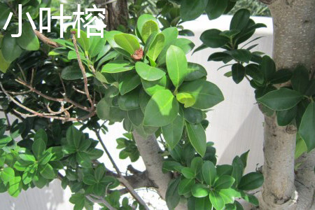 Ficus microcarpa