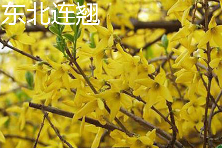 Forsythia mandschurica 