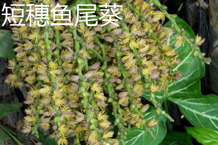 Caryota mitis 