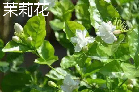 Jasmine Flower