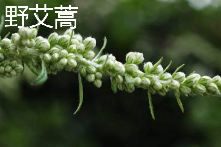 Artemisia annua