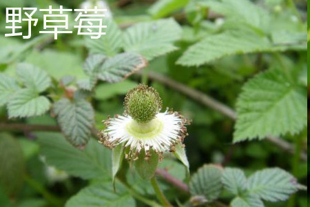 Wild strawberry flower