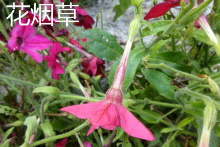 Flower tobacco