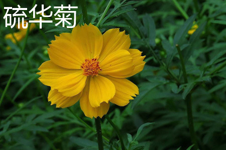 Chinese Chrysanthemum