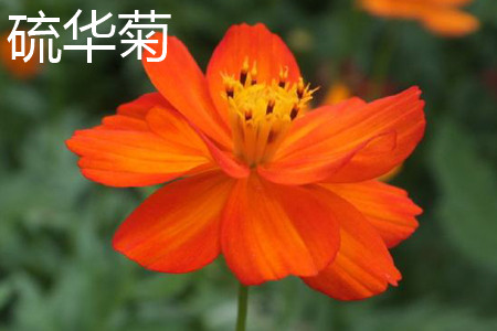 Chinese Chrysanthemum