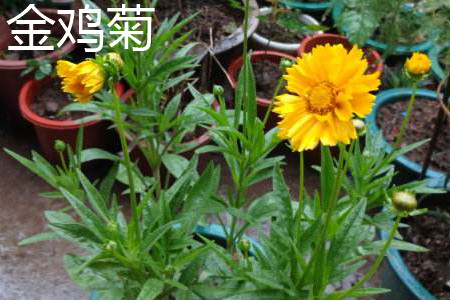 Chinese Chrysanthemum