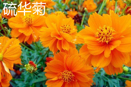 Chinese Chrysanthemum